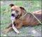 . Oliver - GREAT WITH CATS!! .
