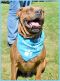 . Oliver - GREAT WITH CATS!! .