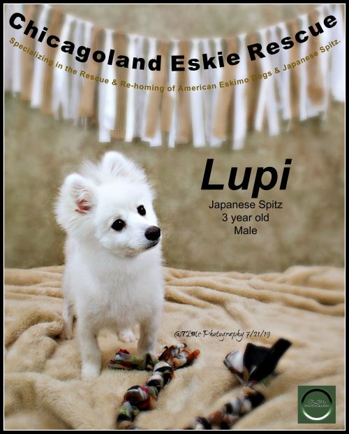 Lupi