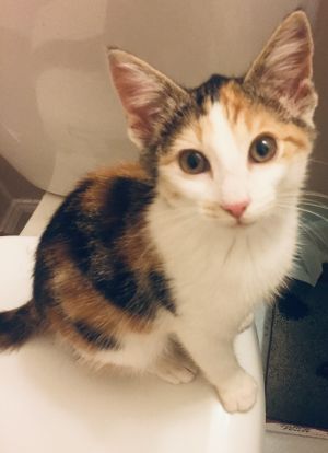 . Cici .