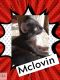 . Mclovin .