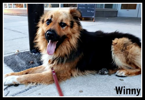 . Winny (pronounced Vinny) .