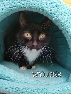 . WYLDER .