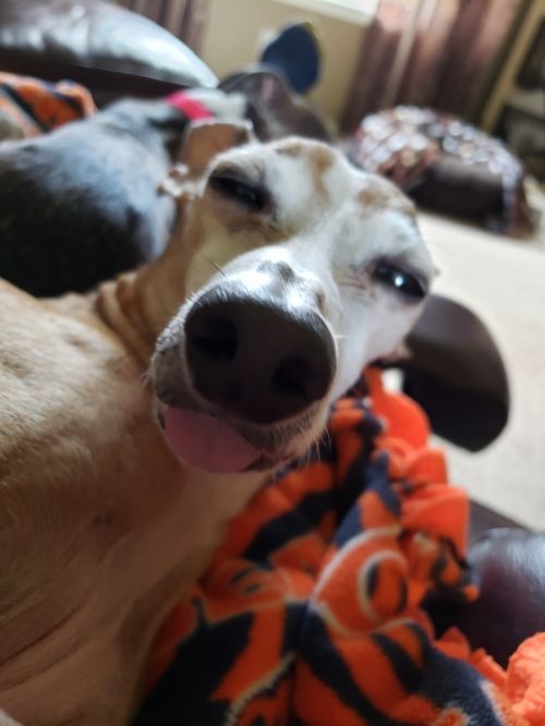 . Buddy (AKA Casper) .
