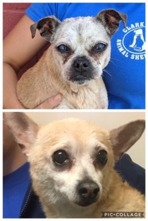 . Patsy (bonded Pair) .
