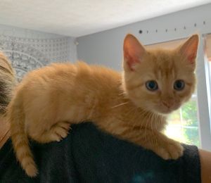 . Ollie .