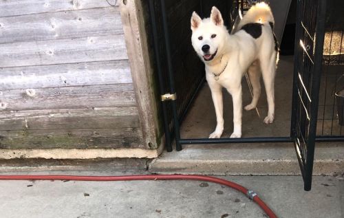 Available - Big East Akita Rescue