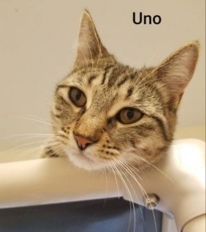 . Uno .