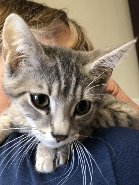 . Graham - kitten! .