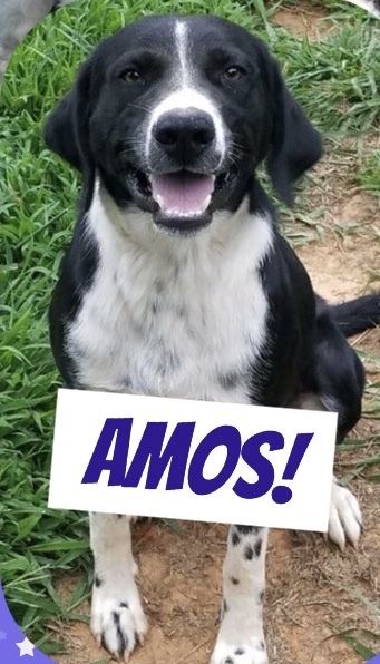 . Amos .
