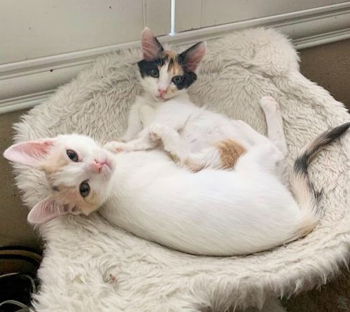 . Holly and Molly .