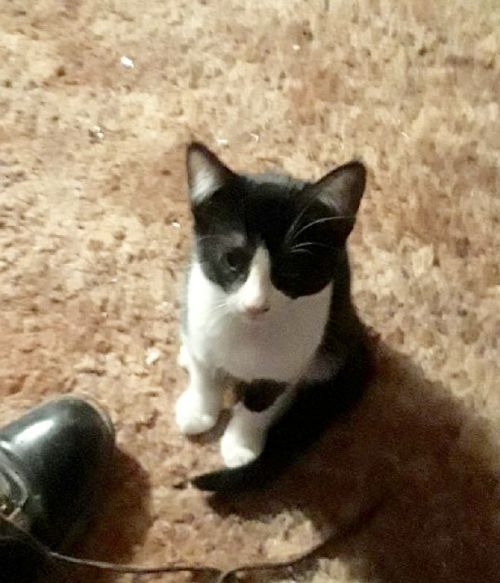 . Jangles .