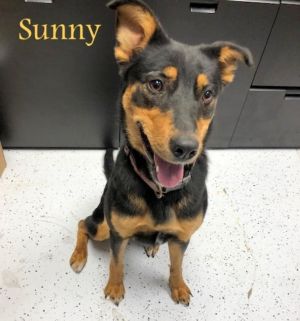 . Sunny .