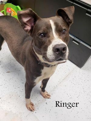 . Ringer .