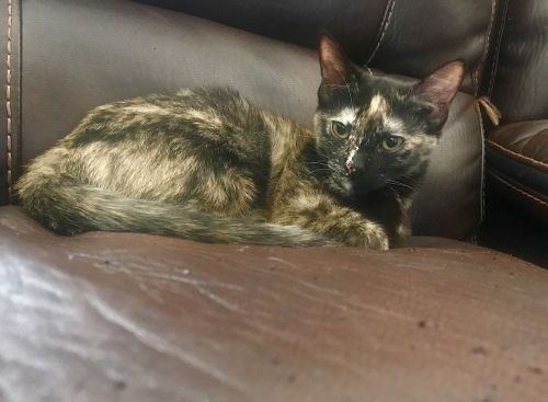 . Nala .