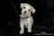 . Bailey .