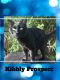 . Kibbly Prospect .
