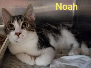 . Noah .