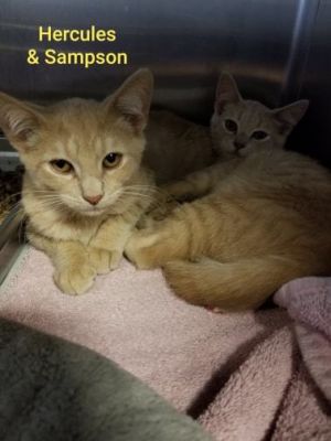 . Hercules and Sampson .