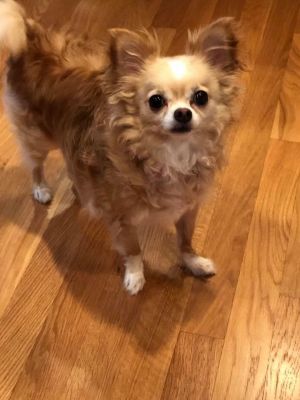 . Camila aka Cami - ADOPTION PENDING .