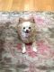 . Camila aka Cami - ADOPTION PENDING .