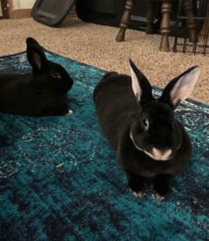 . Luna & Bourbon (bonded pair) .
