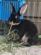 . Luna & Bourbon (bonded pair) .