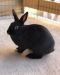 . Luna & Bourbon (bonded pair) .