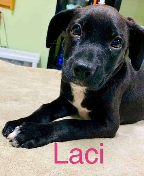 . LACI .