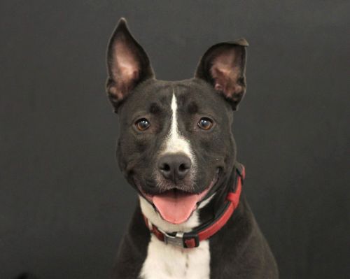 . Dolly - 43 lbs! .