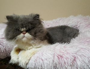 . Princess Sprinkles .