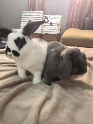 . Ashton & Fiona (bonded pair) .