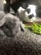 . Ashton & Fiona (bonded pair) .