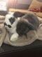. Ashton & Fiona (bonded pair) .