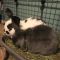 . Ashton & Fiona (bonded pair) .