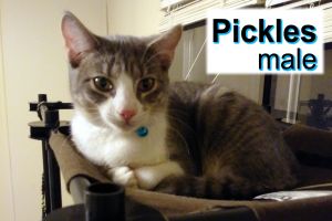 . Pickle .