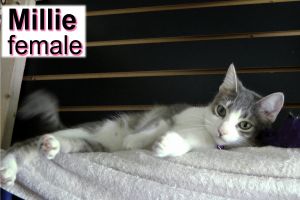. Millie .