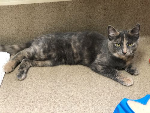 . Nikki - kitten! .