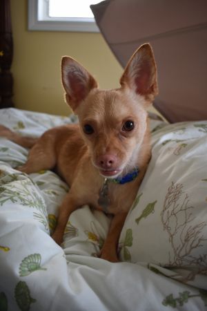Photo of Falco