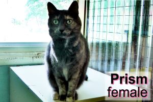 . Prism .