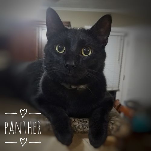 Cat Adoptions Dallas TX Kittens Cats Need Homes Adoptable Listings