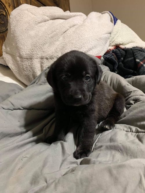 . Kali .