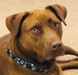 . JoJo - NEEDS A FOSTER HOME!! - Affectionate! .