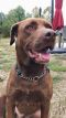 . JoJo - NEEDS A FOSTER HOME!! - Affectionate! .