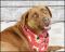 . JoJo - NEEDS A FOSTER HOME!! - Affectionate! .