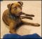 . JoJo - NEEDS A FOSTER HOME!! - Affectionate! .