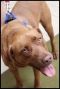 . JoJo - NEEDS A FOSTER HOME!! - Affectionate! .