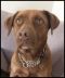 . JoJo - NEEDS A FOSTER HOME!! - Affectionate! .