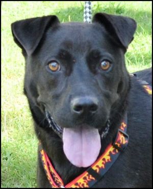 . Noah - Needs a FOSTER HOME! Very loving!! .