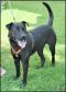 . Noah - Needs a FOSTER HOME! Very loving!! .